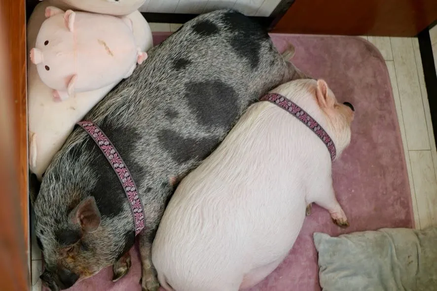 お客様へのメッセージ